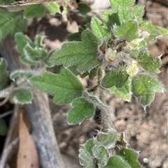 Xanthosia pilosa (Woolly Xanthosia) at Lakesland, NSW - 18 Aug 2025 by JaneR