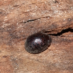 Trachymela rugosa (Brown button beetle) at Higgins, ACT - 18 Aug 2025 by AlisonMilton