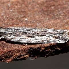 Ardozyga amblopis (A Gelechiod moth (Gelechiidae) at Higgins, ACT - 18 Aug 2025 by AlisonMilton