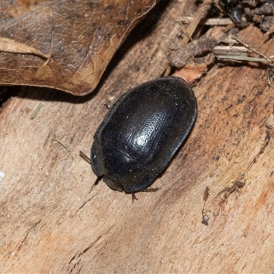 Pterohelaeus striatopunctatus (Darkling beetle) at Higgins, ACT - 18 Aug 2025 by AlisonMilton