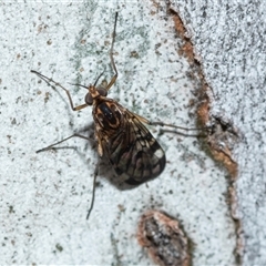 Sylvicola dubius (Wood-gnat) at Higgins, ACT - 18 Aug 2025 by AlisonMilton