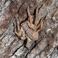 Isopeda canberrana (Canberra Huntsman Spider) at Higgins, ACT - 18 Aug 2025 by AlisonMilton