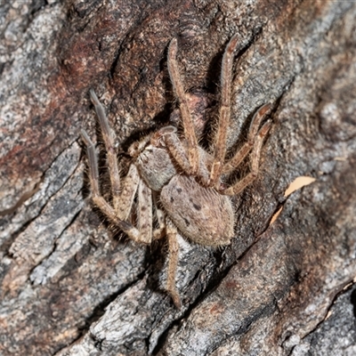Isopeda canberrana (Canberra Huntsman Spider) at Higgins, ACT - 18 Aug 2025 by AlisonMilton