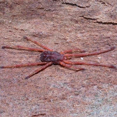 Rainbowia sp. (genus) (A mite) at Higgins, ACT - 18 Aug 2025 by AlisonMilton