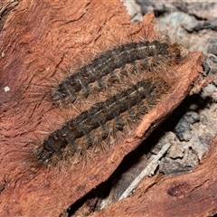 Leptocneria reducta (White Cedar Moth) at Higgins, ACT - 18 Aug 2025 by AlisonMilton