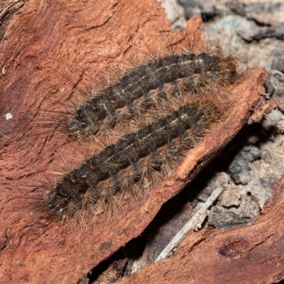 Leptocneria reducta (White Cedar Moth) at Higgins, ACT - 18 Aug 2025 by AlisonMilton