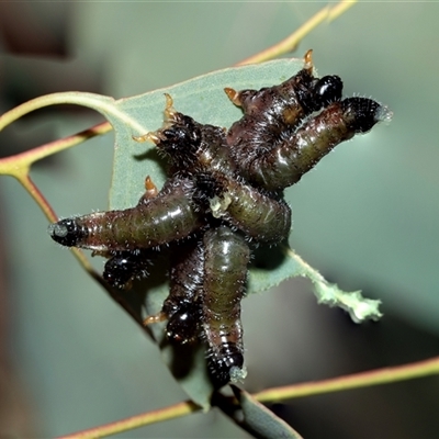 Pergidae sp. (family) (Unidentified Sawfly) at Belconnen, ACT - 18 Aug 2025 by AlisonMilton