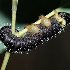 Perginae sp. (subfamily) (Unidentified pergine sawfly) at Belconnen, ACT - 18 Aug 2025 by AlisonMilton