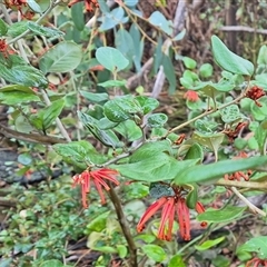 Grevillea oxyantha subsp. oxyantha (Kybean Grevillea) at Tharwa, ACT - 20 Aug 2025 by Philip
