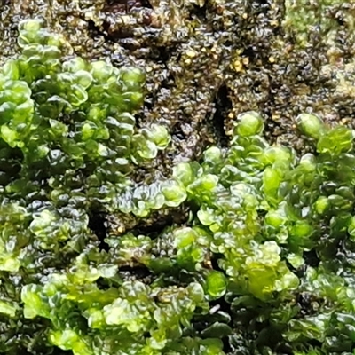 Unverified Moss, Liverwort or Hornwort at Nambucca Heads, NSW - 22 Aug 2025 by trevorpreston