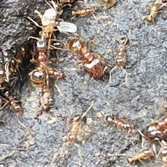 Pheidole sp. (genus) (Seed-harvesting ant) at Nambucca Heads, NSW - 22 Aug 2025 by trevorpreston