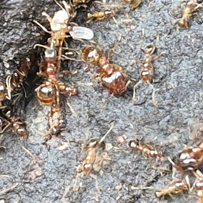 Pheidole sp. (genus) (Seed-harvesting ant) at Nambucca Heads, NSW - 22 Aug 2025 by trevorpreston