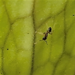 Formicidae (family) (Unidentified ant) at Nambucca Heads, NSW - 22 Aug 2025 by trevorpreston
