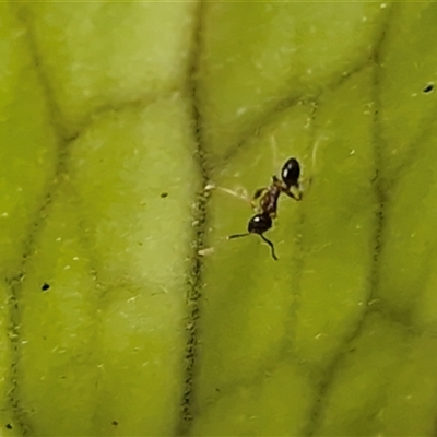 Formicidae (family) (Unidentified ant) at Nambucca Heads, NSW - 22 Aug 2025 by trevorpreston