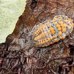 Monophlebulus sp. (genus) (Giant Snowball Mealybug) at Nambucca Heads, NSW - 22 Aug 2025 by trevorpreston