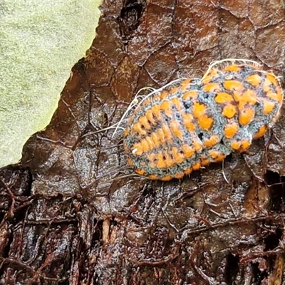 Monophlebulus sp. (genus) (Giant Snowball Mealybug) at Nambucca Heads, NSW - 22 Aug 2025 by trevorpreston