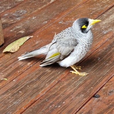 Manorina melanocephala (Noisy Miner) at Nambucca Heads, NSW - 22 Aug 2025 by trevorpreston