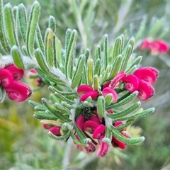 Grevillea lanigera (Woolly Grevillea) at Buckenbowra, NSW - 20 Aug 2025 by Philip