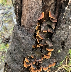 Stereum sp. at Canyonleigh, NSW - 22 Aug 2025 by blacksheep