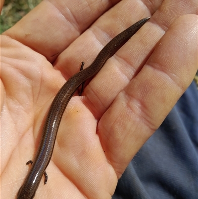 Saiphos equalis (Three-toed Skink) at Pappinbarra, NSW - 22 Aug 2025 by jonvanbeest