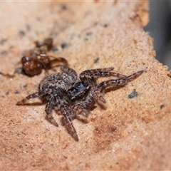 Servaea incana (Hoary Servaea) at Higgins, ACT - 18 Aug 2025 by AlisonMilton