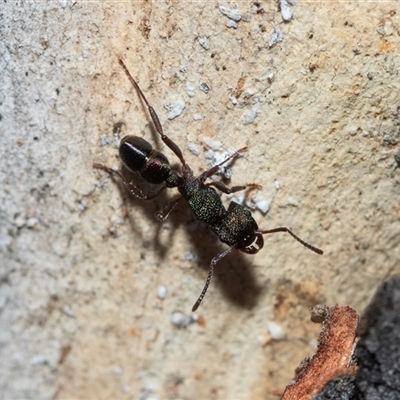 Rhytidoponera metallica (Greenhead ant) at Scullin, ACT - 18 Aug 2025 by AlisonMilton