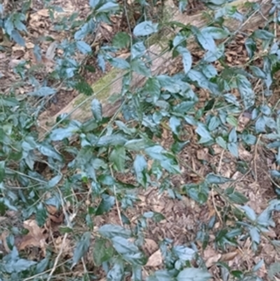 Gynochthodes jasminoides at  - suppressed by jason_john