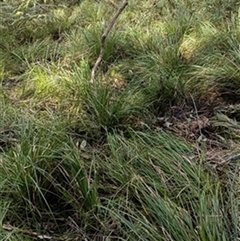 Carex (genus) by jason_john
