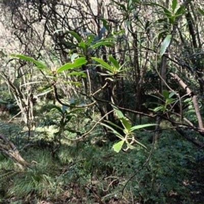 Tasmannia (genus) at  - suppressed by jason_john