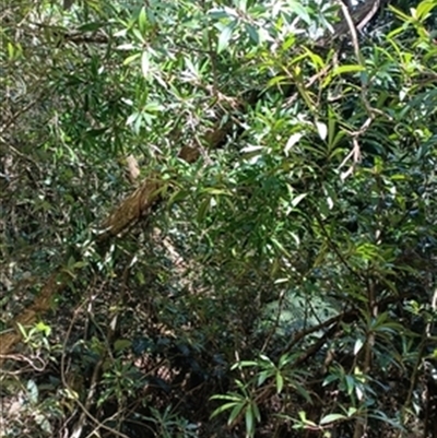 Tasmannia (genus) at  - suppressed by jason_john