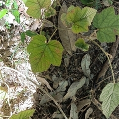 Rubus moluccanus by jason_john