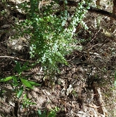Pittosporum multiflorum by jason_john