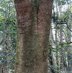 Banksia integrifolia by jason_john
