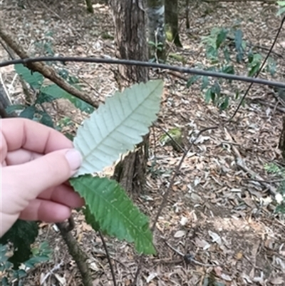Callicoma serratifolia at  - suppressed by jason_john