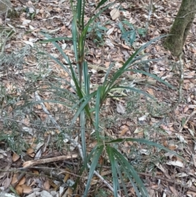 Dianella (genus) at  - suppressed by jason_john
