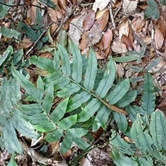 Blechnum wattsii by jason_john