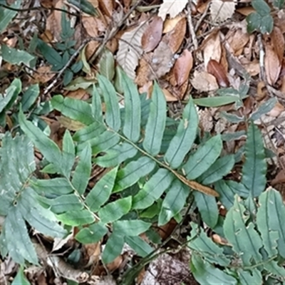 Blechnum wattsii at  - suppressed by jason_john