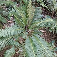 Blechnum nudum by jason_john