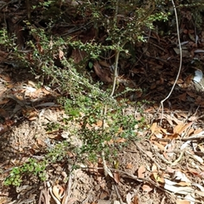 Pittosporum multiflorum at  - suppressed by jason_john