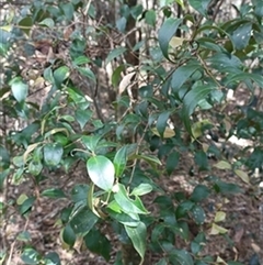 Syzygium oleosum by jason_john
