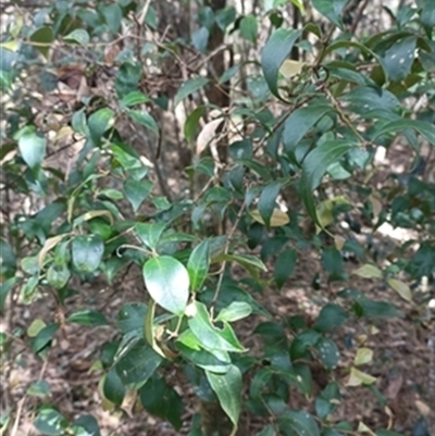 Syzygium oleosum at  - suppressed by jason_john