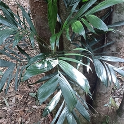 Linospadix monostachyos at  - suppressed by jason_john