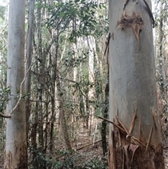Eucalyptus saligna by jason_john
