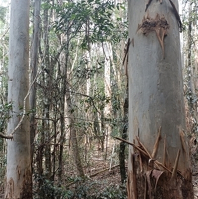 Eucalyptus saligna at  - suppressed by jason_john