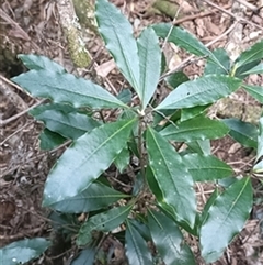 Pittosporum undulatum by jason_john