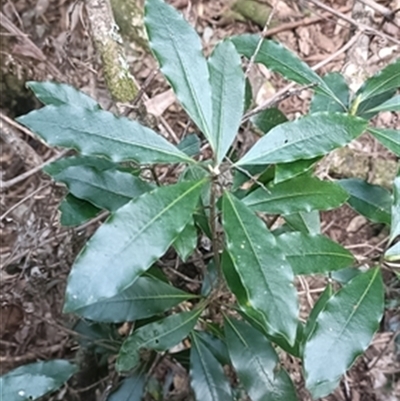 Pittosporum undulatum at  - suppressed by jason_john