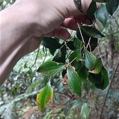 Trochocarpa laurina by jason_john