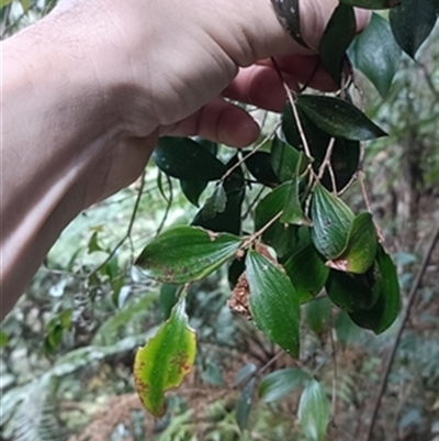 Trochocarpa laurina at  - suppressed by jason_john