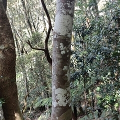 Callicoma serratifolia by jason_john