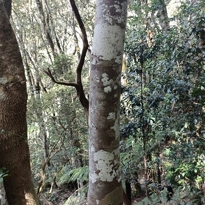 Callicoma serratifolia at  - suppressed by jason_john